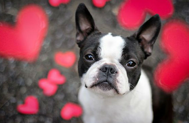 Regali San Valentino per cani