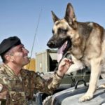 Azienda statunitense uccide 24 cani anti-bomba