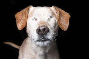 12 foto di cani disabili