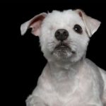 Perfette imperfezioni: 12 foto di super cani disabili