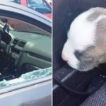 Agente rompe finestrino per salvare cucciolo chiuso in auto