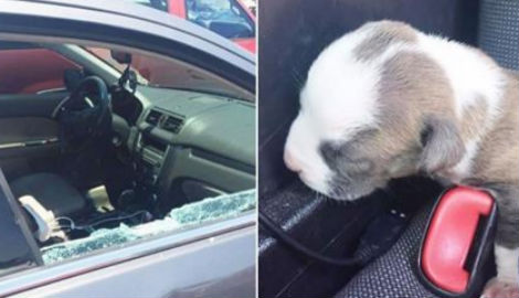 salvato cane chiuso in auto