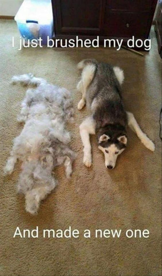 cane perde il pelo