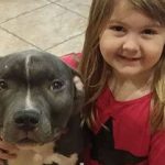 Pitbull abbandonato perché malato, ama la sua sorellina con tutto il cuore