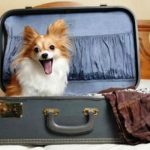 La valigia del cane: 5 oggetti che non possono mancare!
