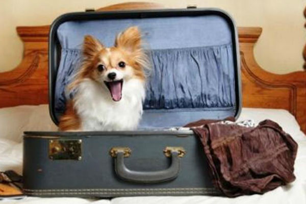 Cosa mettere nella valigia del cane