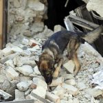 Terremoto Amatrice: cane eroe salva bambina di 10 anni