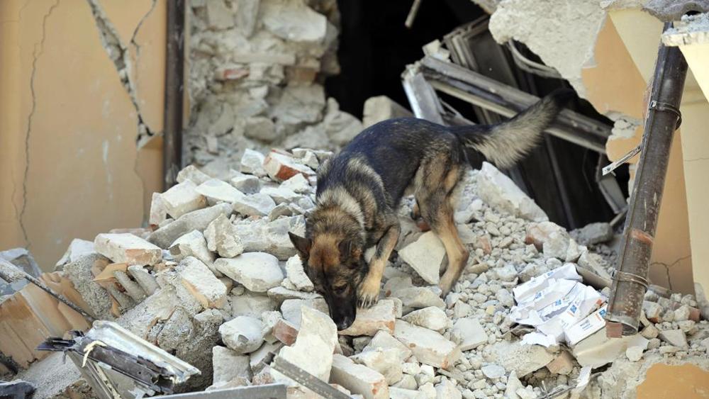 cane eroe salva bambina da terremoto