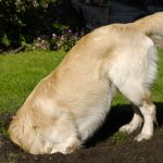 Perché i cani amano scavare le buche?