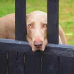 Cassazione: lasciare il cane da solo è reato