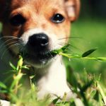 Perché i cani mangiano l’erba?
