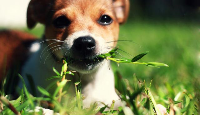 perché i cani mangiano l'erba