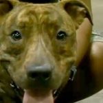 Salvato dagli abusi, pitbull diventa cane eroe anti terrorismo