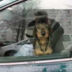 Cani chiusi in una macchina, per 3 giorni, al gelo…