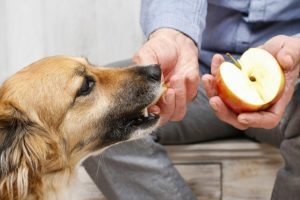 come dar da mangiare al cane
