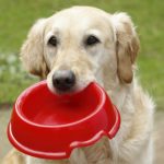 Dare da mangiare al cane: come, quante volte e quanto