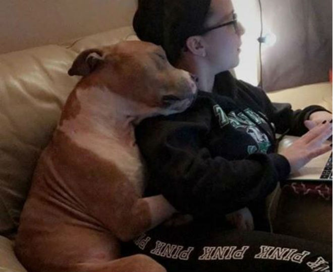 pitbull adottato