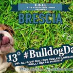 Un’invasione di Bulldog inglesi al parco Castelli, il 26 marzo arriva a Brescia il 13° #bulldogday solidale con oltre 150 esemplari da tutto il nord italia