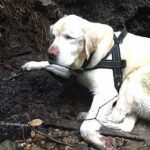 8 giorni di paura per un cane cieco scomparso in montagna. Lo ritrovano in fin di vita…