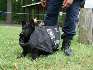 cane-poliziotto