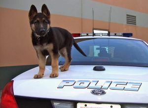 cane-poliziotto-al-lavoro