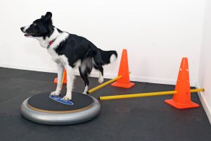 Canine cross training