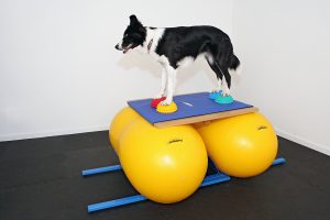 canine cross training cane in equilibrio