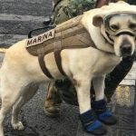 Cane eroe salva 52 vite dopo il terremoto in Messico