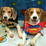 Tutti i super poteri del Beagle!