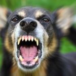 “Cani Killer”: Racconti e testimonianze di chi sta dalla parte del “Lupo Cattivo”