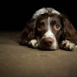 Disturbi dell’umore, stress e nevrosi nel cane: come si presentano? (quarta parte)