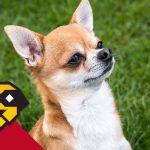 Un Puffo da guardia: il Chihuahua