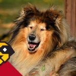 Lassie torna a casa, la nostra: la vita col Rough Collie